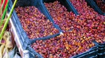 50 جنيهًا.. أسعار البلح السيوي بأسواق مطروح الإثنين